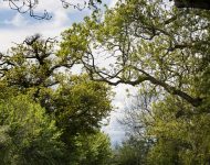 2021 Aston Martin Vantage F1 Edition - Rear Wallpaper 190x150