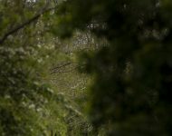 2021 Aston Martin Vantage F1 Edition - Rear Wallpaper 190x150